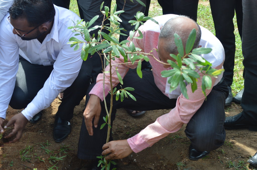 Tree Planting on an extensive scale