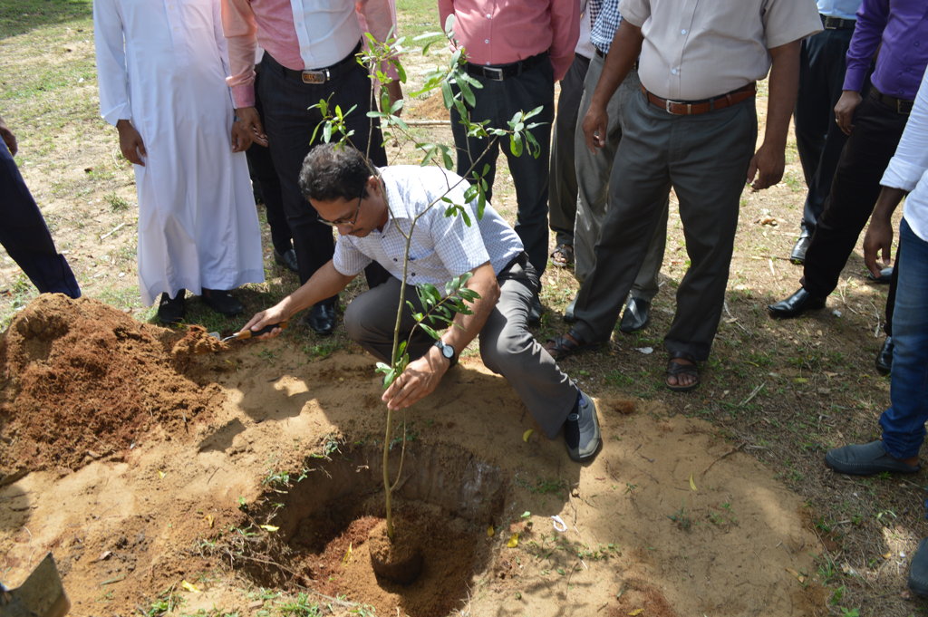 Tree Planting on an extensive scale