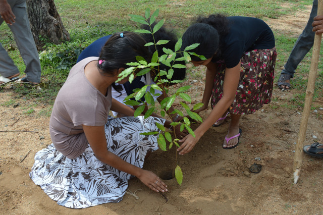 tree planting programme - fmc